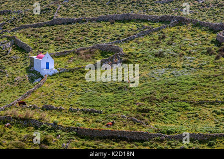 Kleine Kapelle im Feld, mit zwei Kühen. Insel Mykonos, Kykladen, Griechenland, April. Stockfoto