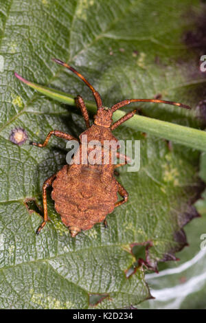 Gefleckte braune Körper eines späten instar Nymphe des Dock bug, Coreus marginatus Stockfoto