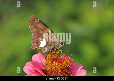 Silver-spotted Skipper auf Zinnia Stockfoto