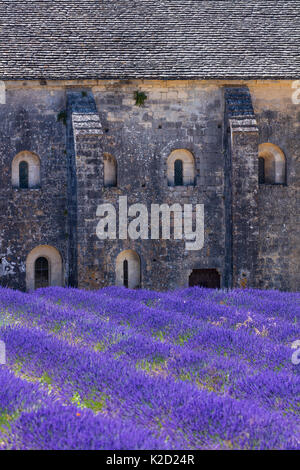 Lavendel (Lavendula Angustifolia) vor Senanque Abbey, Dorf Gordes, Provence, Frankreich, Juli 2015. Stockfoto