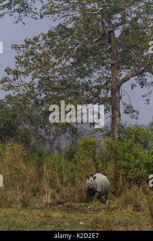 Das indische Nashorn (Rhinoceros unicornis) im Grasland des Kaziranga National Park in Assam, Indien. Stockfoto