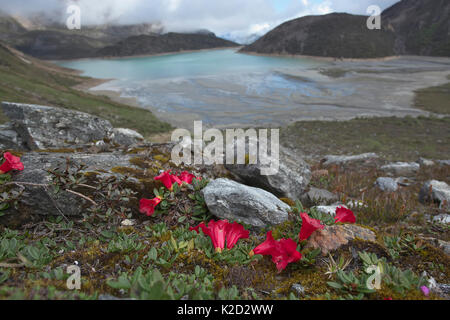 Niedrig wachsenden Blüten Rhododendron (Rhododendron forrestii Subsp papillatum), Mount Namjagbarwa, Yarlung Zangbo Grand Canyon National Park, Tibet, China. Stockfoto