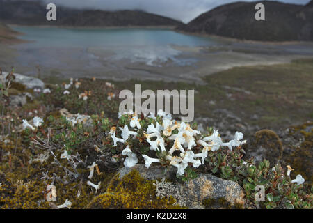 Blühende Pflanze (Diapensia himalaica), Mount Namjagbarwa, Yarlung Zangbo Grand Canyon National Park, Tibet, China. Stockfoto