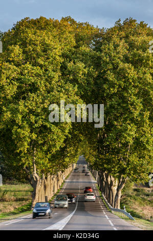 Platanen (Platanus x acerifolia) grenzt an den französischen Route Nationale 7/RN7 Road, Frankreich, Oktober 2014 Stockfoto