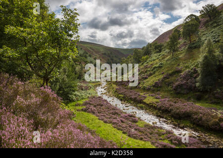 Alexandrina über Howden Reservoir an Eichenholz Bank. Nationalpark Peak District, Derbyshire, UK. August 2015. Stockfoto