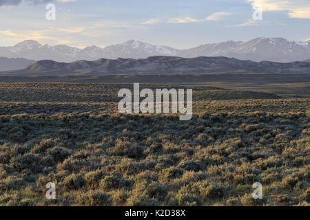 Sagebrush - Steppe und der Wind River Range. Sublette County, Wyoming, USA, Juni. Stockfoto