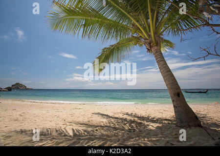 Kokospalme (Cocos nucifera) auf Sai Deng Beach, Koh Tao, Golf von Thailand, Thailand, Oktober. Stockfoto