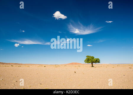 Ulme (Ulmus) in der Wüste Gobi, im Süden der Mongolei. Stockfoto