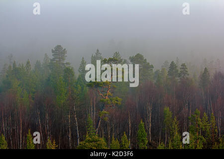 Licht - Nadelholz Taiga (Dominanz der Lappland Kiefern, Pinus friesiana), borealen Wald in Skandinavien. Misty Frühling Morgen im Mai, wald landschaft Stockfoto
