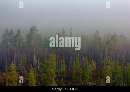 Licht - Nadelholz Taiga (Dominanz der Lappland Kiefern, Pinus friesiana), borealen Wald in Skandinavien. Misty Frühling Morgen im Mai, wald landschaft Stockfoto