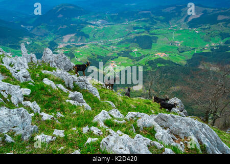 Hausziegen auf felsigen Hügel, orisol/Orixol Berg, Alava, Baskenland, Spanien, April 2015. Stockfoto