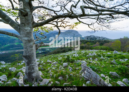 Buche (Fagus sylvatica) mit Blick von Cerredo Berg, Noja, Kantabrien, Spanien, April 2015. Stockfoto