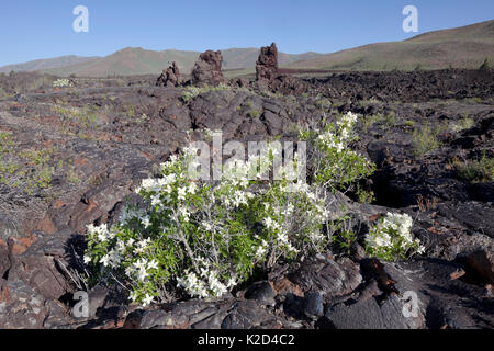 Syringa (Cornus alba 'Sibirica lewisii) blooming entlang dem North Crater Flow Trail mit schlackenkegel Fragmente in den Hintergrund, die Krater des Mondes National Monument und Bewahren, Idaho, USA, Juni. Stockfoto