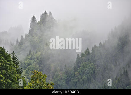 Misty bewaldeten Tal in den österreichischen Alpen mit Hälfte sichtbar Peak in der Ferne Stockfoto