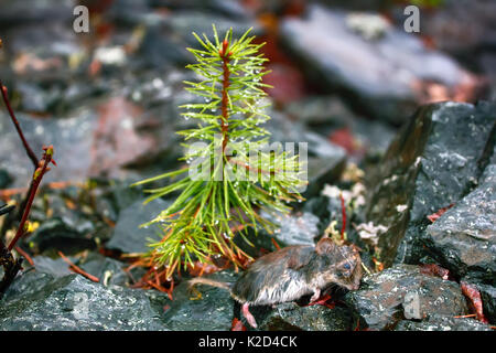 Maus im Frühjahr Überschwemmungen, tote Maus ertrunken. Grau-seitig Vole (Clethrionomys rufocanus) Stockfoto