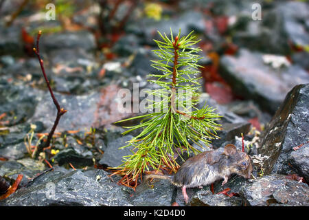 Maus im Frühjahr Überschwemmungen, tote Maus ertrunken. Grau-seitig Vole (Clethrionomys rufocanus) Stockfoto