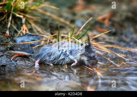 Maus im Frühjahr Überschwemmungen, tote Maus ertrunken. Grau-seitig Vole (Clethrionomys rufocanus) Stockfoto