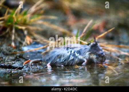 Maus im Frühjahr Überschwemmungen, tote Maus ertrunken. Grau-seitig Vole (Clethrionomys rufocanus) Stockfoto