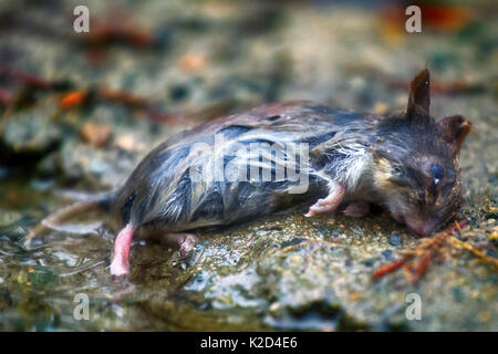 Maus im Frühjahr Überschwemmungen, tote Maus ertrunken. Grau-seitig Vole (Clethrionomys rufocanus) Stockfoto
