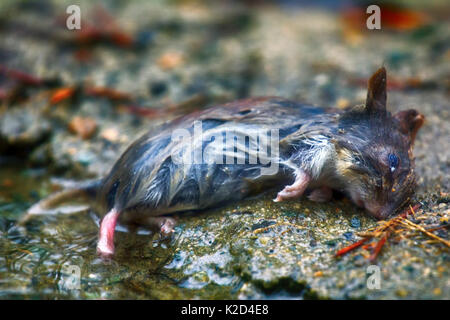 Maus im Frühjahr Überschwemmungen, tote Maus ertrunken. Grau-seitig Vole (Clethrionomys rufocanus) Stockfoto