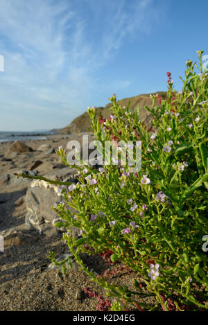 Meer-Rakete (Cakile maritima) Klumpen Blüte hoch auf einem Sandstrand, in der Nähe von Bude, Cornwall, UK, September. Stockfoto