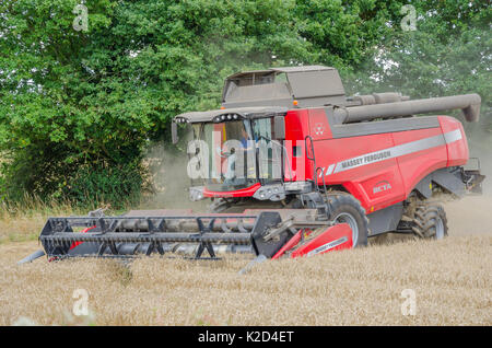 Ein Massey Ferguson Mähdrescher ernten Weizen in einem Feld. Stockfoto