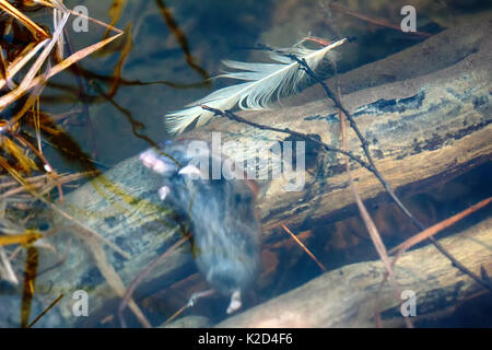 Maus im Frühjahr Überschwemmungen, tote Maus ertrunken. Grau-seitig Vole (Clethrionomys rufocanus) unter Wasser auf überschwemmten Brücke Stockfoto