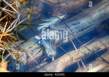 Maus im Frühjahr Überschwemmungen, tote Maus ertrunken. Grau-seitig Vole (Clethrionomys rufocanus) unter Wasser auf überschwemmten Brücke Stockfoto