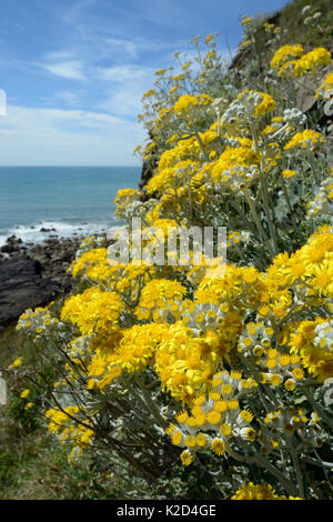 Silber ragwort/Dusty Miller (Maculata maritima/Senecio zinerarie), eine mediterrane Arten Einbürgerung auf britische Küsten, blühen auf eine Felswand, Widemouth Bay, Cornwall, UK, Juni. Stockfoto