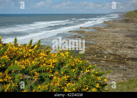 Western Stechginster (Ulex gallii) Sträucher blühen auf einer Klippe über einem felsigen Ufer, Widemouth Bay, Cornwall, UK, September. Stockfoto