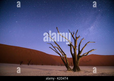 Alten toten Camelthorn Bäume (Vachellia erioloba) bei Nacht mit roten Dünen hinter sich. Namibwüste, Sossusvlei, Namibia. Composite. Stockfoto