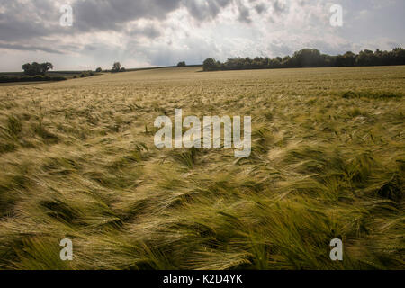 Gerste (Hordeum vulgare) im Feld durch den Wind geblasen, Lens, Frankreich, Juni 2015. Stockfoto