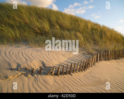 Zaun verschwindet in Sand dune mit Gräsern wachsen auf, Berck, Pas-de-Calais, Frankreich, September 2015. Stockfoto