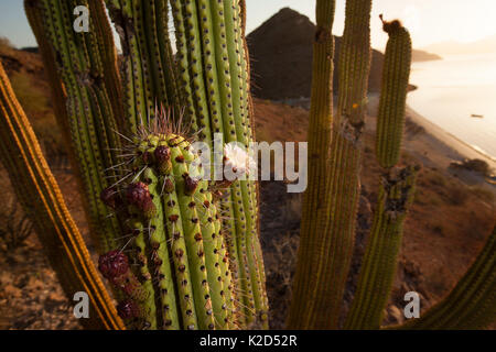 (Stenocereus thurberi Organpipe Cactus) in Blume, Meer von Cortez im Hintergrund, Baja California, Mexiko, Mai. Stockfoto