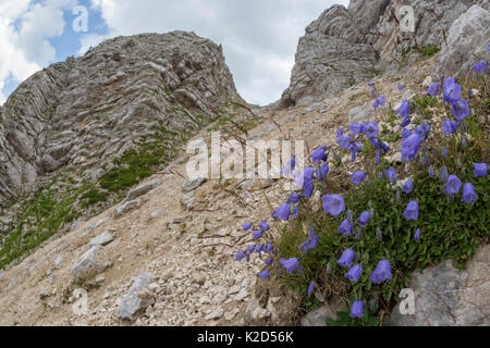 Fairy Fingerhut Blumen (Campanula cochleariifolia) wachsen auf kalkgeröll. Nationalpark Triglav, Julische Alpen, Slowenien. Juli. Stockfoto