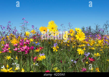 Feder Wildblumen, Papkuilsfontein Farm, Nieuwoudtville, Northern Cape, Südafrika, September 2015 Stockfoto