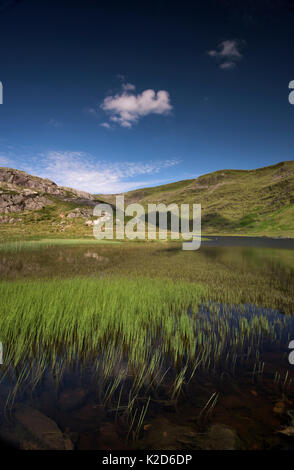 Llyn Cwmorthin, mit gemeinsamen Ackerschachtelhalm (Equisetum arvense) Tanygrisiau, Wales, Februar 2014 Stockfoto