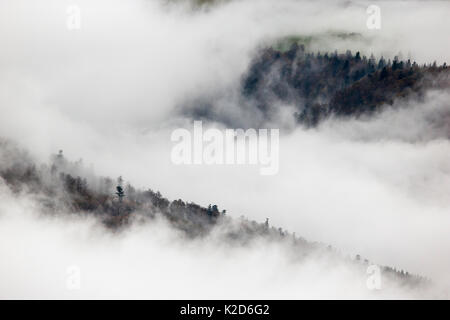 Pinien im Nebel, im Regionalen Naturpark Ballons des Vosges Park, Vogesen, Frankreich, Oktober 2014. Stockfoto