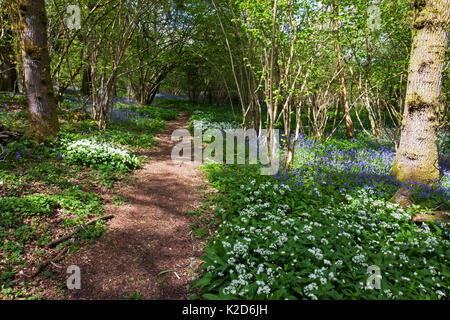 Fußweg durch Garston Holz RSPB Reservat mit Bluebell (Hyacinthoides non-scripta) und Bärlauch (Allium ursinum) in der Nähe von Shaftesbury, Dorset, Großbritannien Stockfoto