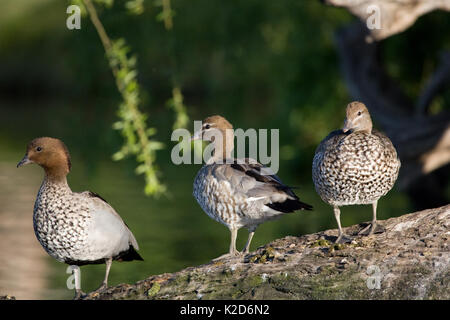 Erholung in der Sonne, am frühen Morgen diese Australischen Holz Enten, sind in der Regel um Fluss Margen und am Ufer, die häufig in Parks und Stockfoto