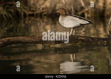 Holz Ente stehend auf Anmelden, Murray River in Australien. Stockfoto