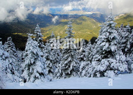 Spanische Tanne (Abies pinsapo) mit Schnee bedeckt, Sierra de Grazalema Naturpark, Südspanien, November 2008. Stockfoto