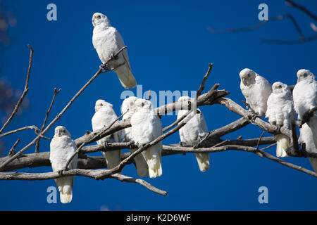 Eine Herde von Little Corella das Dösen in einem toten Baum, während ein Vogel bleibt wachsam. Diese Vögel Herde zusammen in großen Zahlen, nahrungssuche am Boden Stockfoto