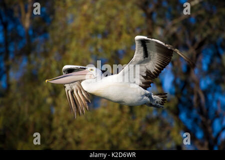 Pelecanus conspicillatus, Australische Rohrdommel, im Flug. Stockfoto