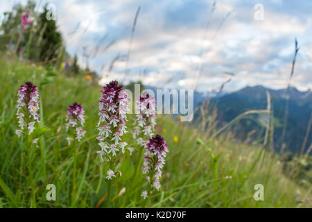 Brennen / gebrannt - Tipp Orchid (Orchis ustulata) Blütezeit im alten Almwiese. Nordtirol, Österreichischen Alpen. Juni. Stockfoto