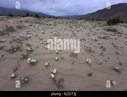 Dune Primrose, Sand Verbena, und Wüste Gold ergeben sich aus dem Sand nach kurzer Frühling Regen in Anza-Borrego Desert State Park, Kalifornien, USA März Stockfoto