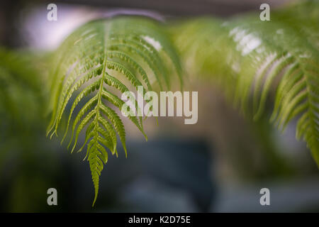 Farne in Kew Royal Botanic Gardens, London, Vereinigtes Königreich Stockfoto