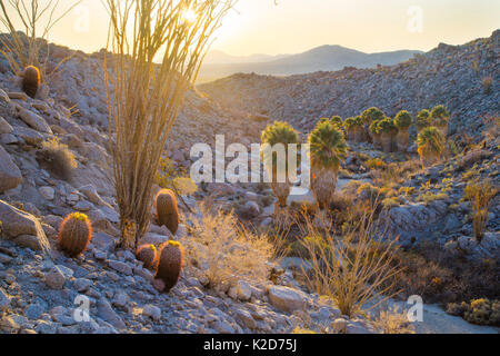 Barrel Kakteen (Ferocactus pilosus) und Ocotillo blicken auf Palm Oasis bei Sonnenaufgang, Anza-Borrego Desert State Park, Kalifornien, USA März Stockfoto