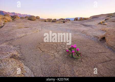 Beavertail Cactus (Opuntia basilaris) in ansonsten stark Wüste, Alabama Hills, Owens Valley, Kalifornien, USA Stockfoto