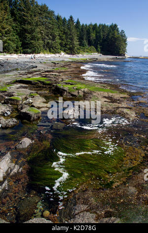 Die Küstenlandschaft am Botanical Beach in der Juan de Fuca Provincial Park in der Nähe von Port Renfrew auf Vancouver Island, British Columbia, Kanada. Stockfoto